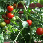 Bio Saatgut Tomate
