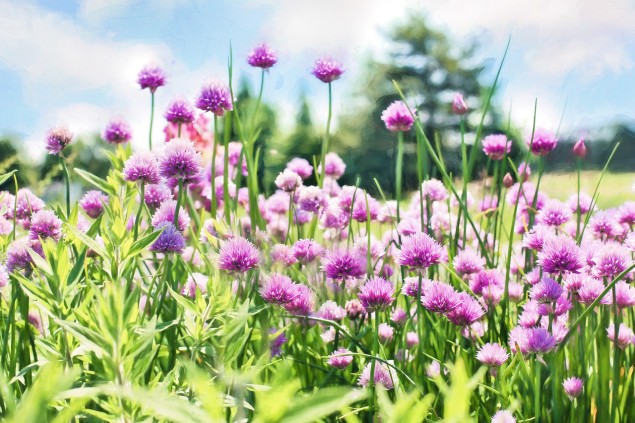 chives-798538_1280